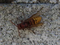 Europese hoornaar [Vespa crabro crabro]